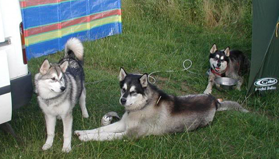 Dakota, Flynn & Hollie