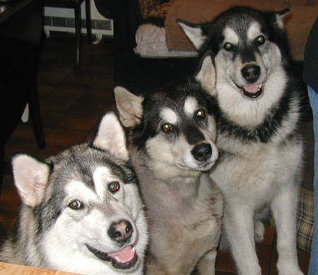 Dakota, Hollie & Flynn